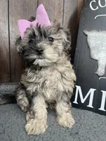 Chloe, a female Shihpoo for sale in Indianapolis, IN – Photo 6 of 7