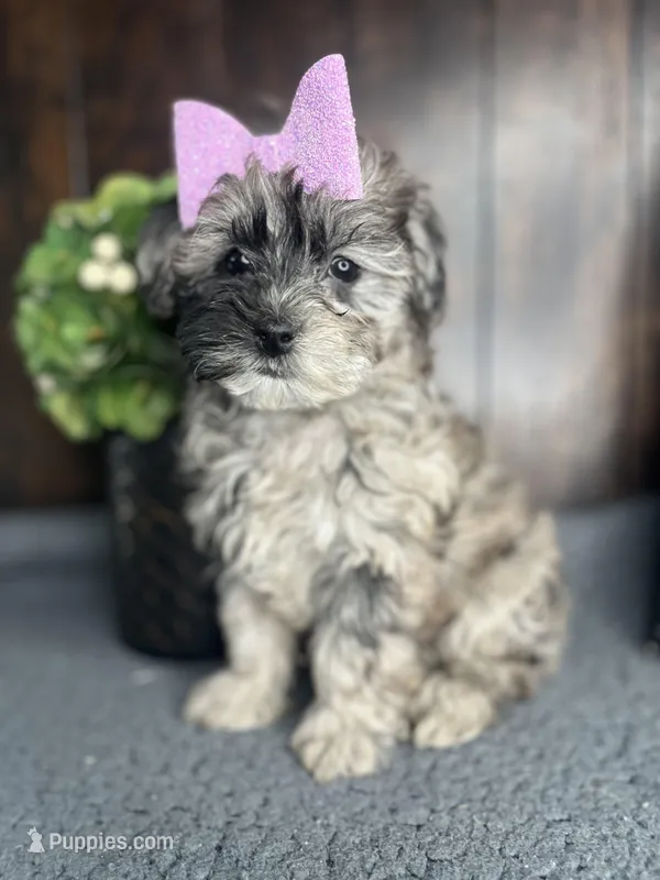 Chloe – Shihpoo puppy for sale in Indianapolis, IN