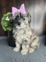 Chloe, a female Shihpoo for sale in Indianapolis, IN – Photo 1 of 7