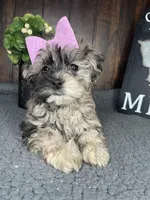 Chloe, a female Shihpoo for sale in Indianapolis, IN – Photo 7 of 7
