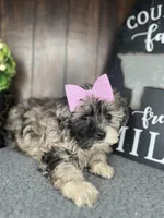 Chloe, a female Shihpoo for sale in Indianapolis, IN – Photo 4 of 7