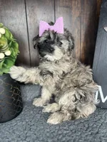 Chloe, a female Shihpoo for sale in Indianapolis, IN – Photo 5 of 7