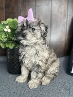 Chloe, a female Shihpoo for sale in Indianapolis, IN – Photo 3 of 7