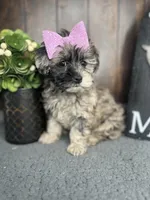Chloe, a female Shihpoo for sale in Indianapolis, IN – Photo 2 of 7