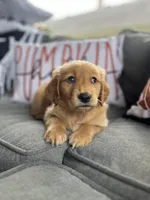 Max, a male Golden Retriever for sale in Indianapolis, IN – 4 of 4