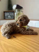Tucker, a male Poodle - Miniature  for sale in Indianapolis, IN – 3 of 4