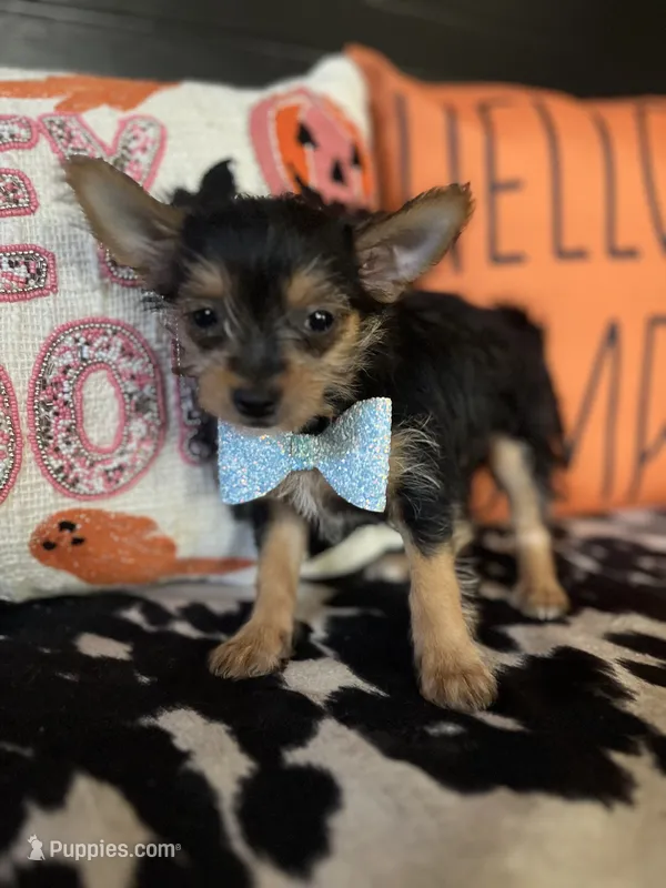 Benny – Chihuahua, Yorkshire Terrier puppy for sale in Indianapolis, IN