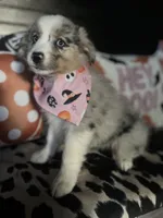 Sadie (Blue Merle), a female Australian Shepherd for sale in Indianapolis, IN – 2 of 7
