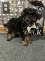 Charlie, a male Pomapoo for sale in Indianapolis, IN – 3 of 6