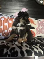 Chloe, a female Australian Shepherd for sale in Indianapolis, IN – 2 of 7
