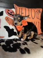 Tyson (Blue merle) , a male Chipoo for sale in Indianapolis, IN – 1 of 5