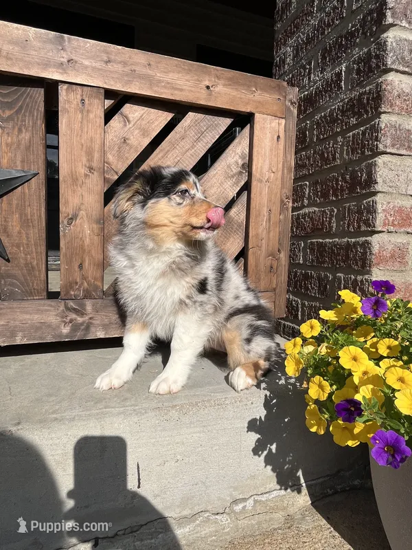Maddie – Australian Shepherd puppy for sale in Indianapolis, IN