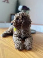 Tucker, a male Poodle - Miniature  for sale in Indianapolis, IN – 2 of 4