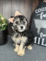 Riley, a female Yorkipoo for sale in Indianapolis, IN – 1 of 3