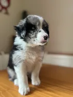 Rucker-(BLUE-MERLE), a male Australian Shepherd for sale in Indianapolis, IN – 4 of 7