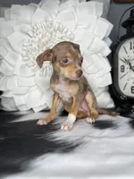 Sophie, a female Chihuahua for sale in Indianapolis, IN – 3 of 5