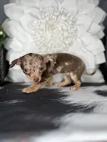 Bella-Teacup, a female Chihuahua for sale in Indianapolis, IN – 3 of 4