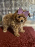 Molly, a female Pomapoo for sale in Indianapolis, IN – 3 of 5