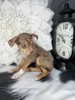Sophie, a female Chihuahua for sale in Indianapolis, IN – 2 of 5