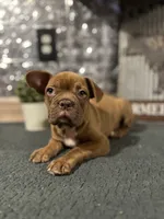 Jada, a female French Bulldog for sale in Indianapolis, IN – 3 of 5