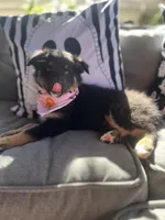 Chloe, a female Australian Shepherd for sale in Indianapolis, IN – 7 of 7