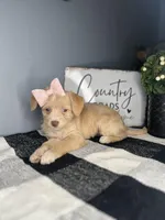 Sasha, a female Chipoo for sale in Indianapolis, IN – Photo 4 of 4