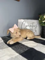 Sasha, a female Chipoo for sale in Indianapolis, IN – Photo 2 of 4