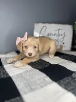 Sasha, a female Chipoo for sale in Indianapolis, IN – Photo 1 of 4