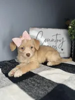 Sasha, a female Chipoo for sale in Indianapolis, IN – Photo 3 of 4