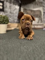 Jada, a female French Bulldog for sale in Indianapolis, IN – 1 of 5