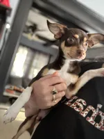 Remi, a male Chihuahua for sale in Indianapolis, IN – 2 of 5