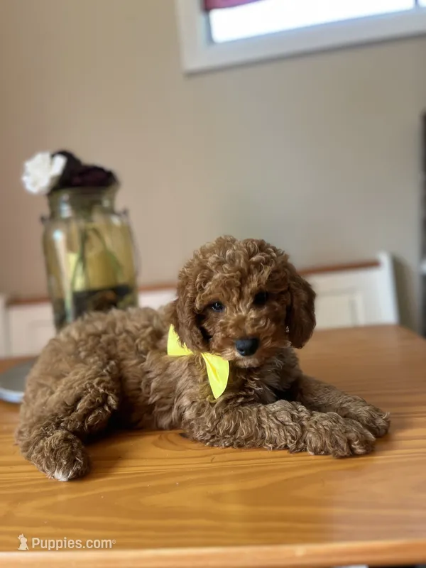 Tucker – Poodle - Miniature  puppy for sale in Indianapolis, IN