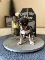 Sasha, a female Chihuahua for sale in Indianapolis, IN – 3 of 4