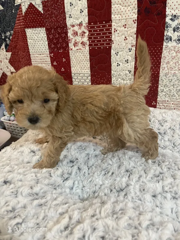 Bella – Poodle - Toy  puppy for sale in Medford, OR