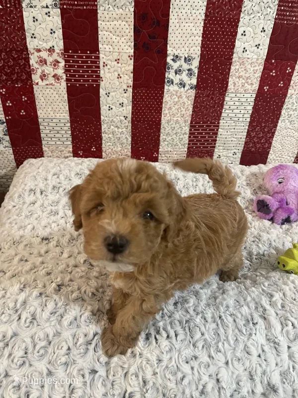 Big Boy – Poodle - Toy  puppy for sale in Medford, OR