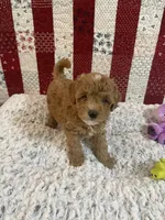 Big Boy, a male Poodle - Toy  for sale in Medford, OR – 2 of 2