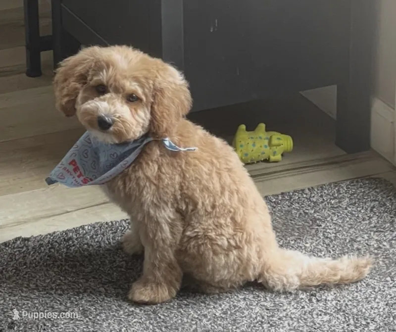 Buddy – Poodle - Toy  puppy for sale in Medford, OR