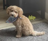 Buddy, a male Poodle - Toy  for sale in Medford, OR – 1 of 2