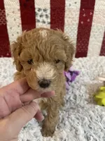 Little Boy, a male Poodle - Toy  for sale in Medford, OR – 2 of 2