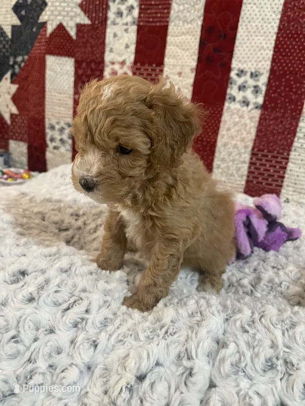 Little Boy – Poodle - Toy  puppy for sale in Medford, OR