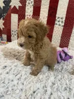 Little Boy, a male Poodle - Toy  for sale in Medford, OR – 1 of 2