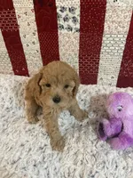 Bella, a female Poodle - Toy  for sale in Medford, OR – 2 of 2