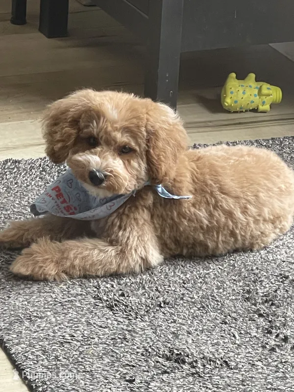 Buddy – Poodle - Toy  puppy on hold in Medford, OR