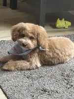 Buddy, a male Poodle - Toy  for sale in Medford, OR – 2 of 2