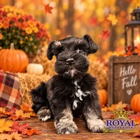 AKC Tatiana, a female Miniature Schnauzer for sale in Shawnee, OK – 3 of 5