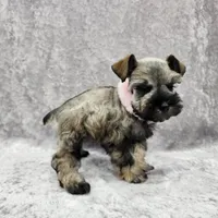 AKC Ophelia, a female Miniature Schnauzer for sale in Shawnee, OK – 3 of 5