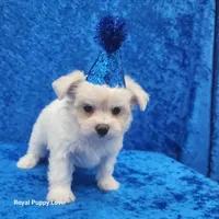 AKC Squirt, a male Maltese for sale in Shawnee, OK – 2 of 3