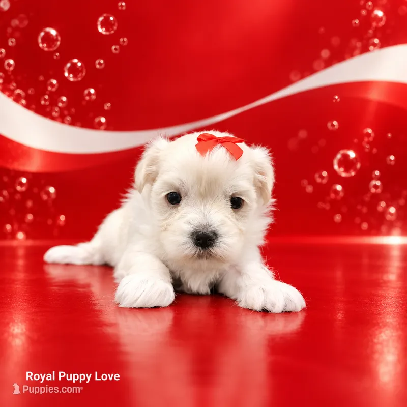 AKC Remi – Maltese puppy for sale in Shawnee, OK
