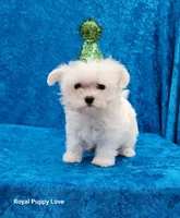 AKC Sprite, a male Maltese for sale in Shawnee, OK – 2 of 5