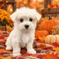 AKC Riley, a female Maltese for sale in Shawnee, OK – 3 of 5